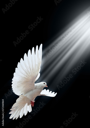 Flying white doves on a black background