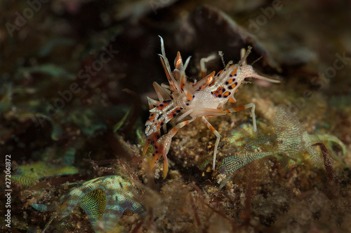 Spiny tiger shrimp    Phyllognathia ceratophthalma . Picture was taken in Ambon  Indonesia