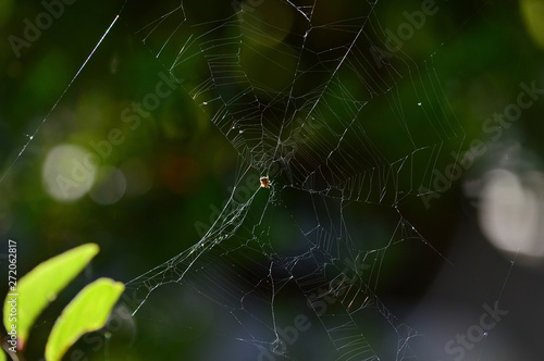 Close-up of a Sprider Web  Nature  Macro