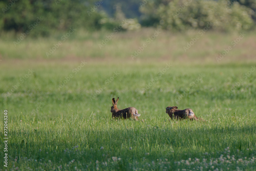 Feldhasen auf der Flucht 