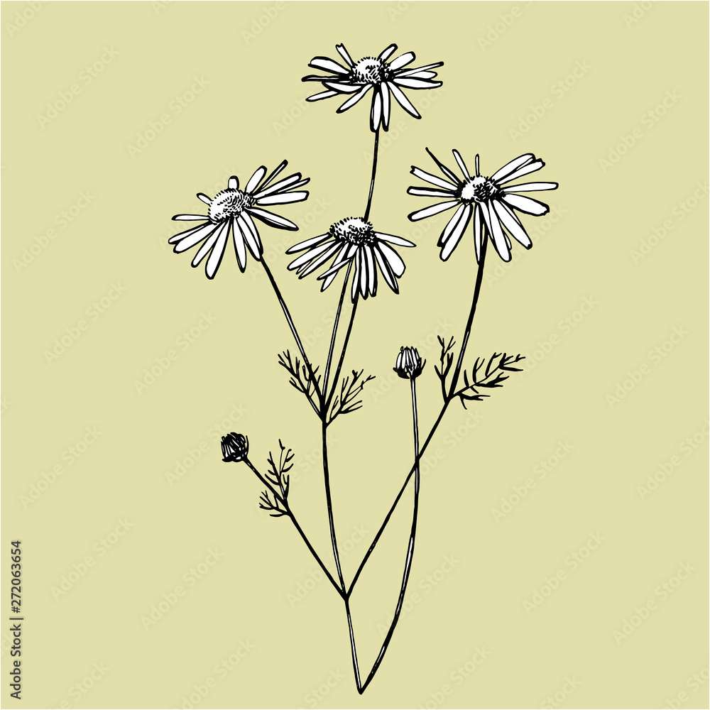 Naklejka premium Chamomile or daisy flower. Botanical illustration. Good for cosmetics, medicine, treating, aromatherapy, nursing, package design, field bouquet. Hand drawn wild hay flowers.