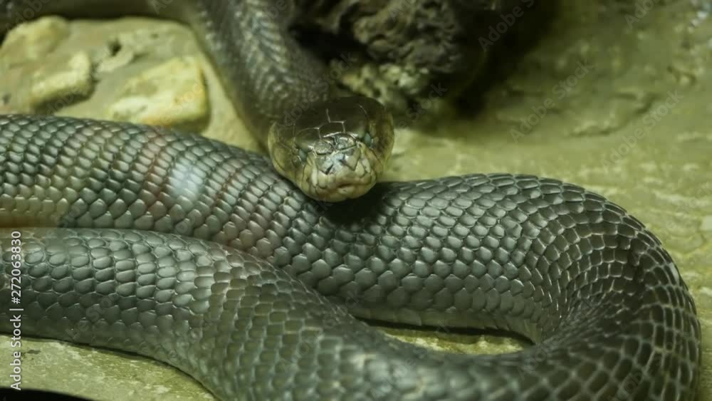 Majestic poisonous snake with dark skin. Beautiful Monocled king cobra with black skin on rock in terrarium cage. Majestic poisonous snake with dark skin. Beautiful Monocled king cobra with black skin on rock in terrarium cage.