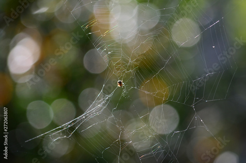 Close-up of a Sprider Web, Nature, Macro photo