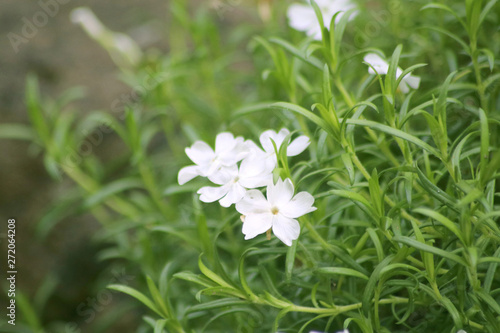 Gartenblumen