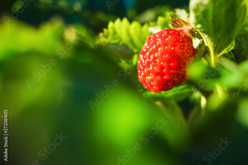 red strawberries growing on a branch