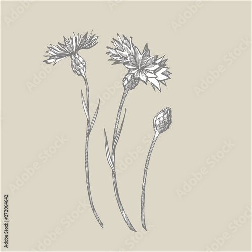 Blue Cornflower Herb or bachelor button flower bouquet isolated on white background. Set of drawing cornflowers  floral elements  hand drawn botanical illustration.