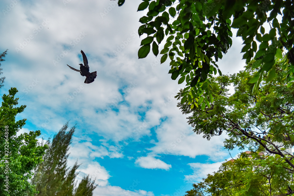 A dove flying on blue sky in forest