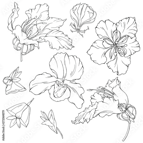 Wallpaper Mural Vector set with hand drawn exotic  flowers. Hibiscus. line artblack on white Torontodigital.ca