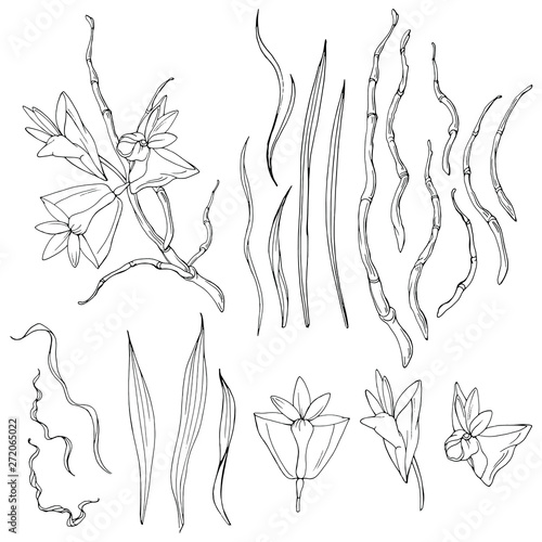 Vector set with hand drawn exotic tropical flowers of Papua New Gunea. Line art. Black and white. photo