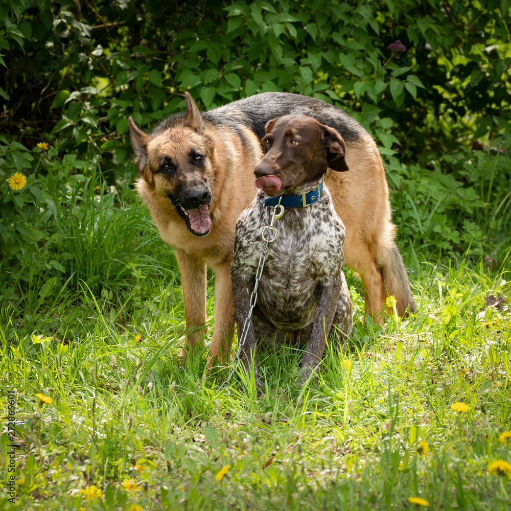 German shepherds end Deutsch Kurzhaar dog sit and listen carefully . German shepherds end Deutsch Kurzhaar dog sit and listen carefully .