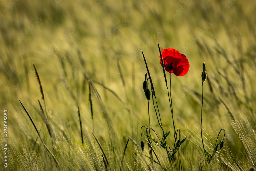 Naklejka premium Einsamer Mohn