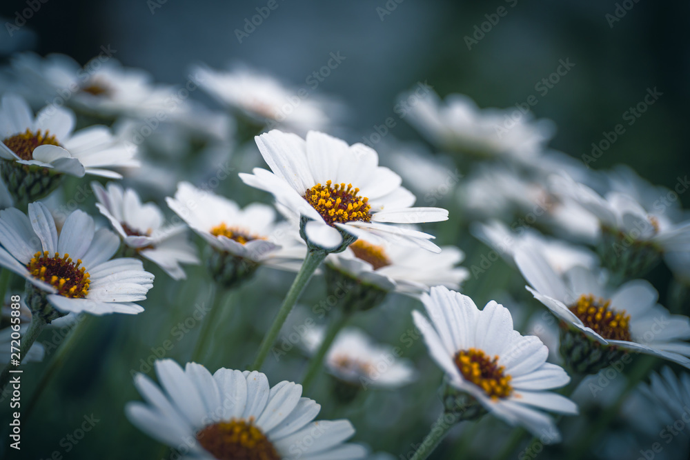 Obraz premium Ox Eye daisy, name of these flowers is Swamp chrysanthemum.Scientific name is Leucanthemum paludosum.