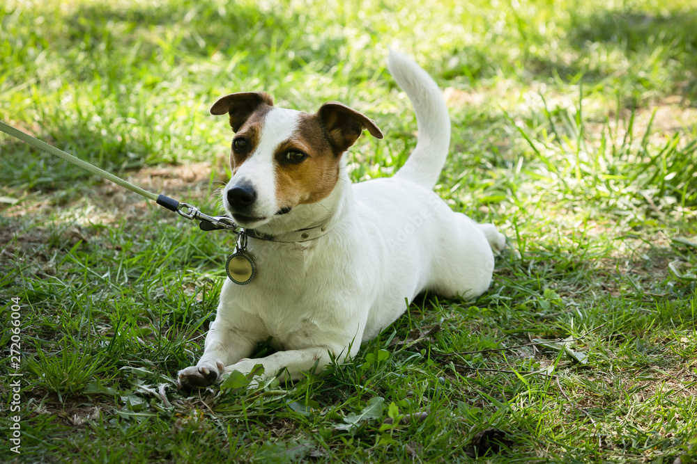 Portrait of jack russell terrier dog on the grass background Portrait of jack russell terrier dog on the grass background