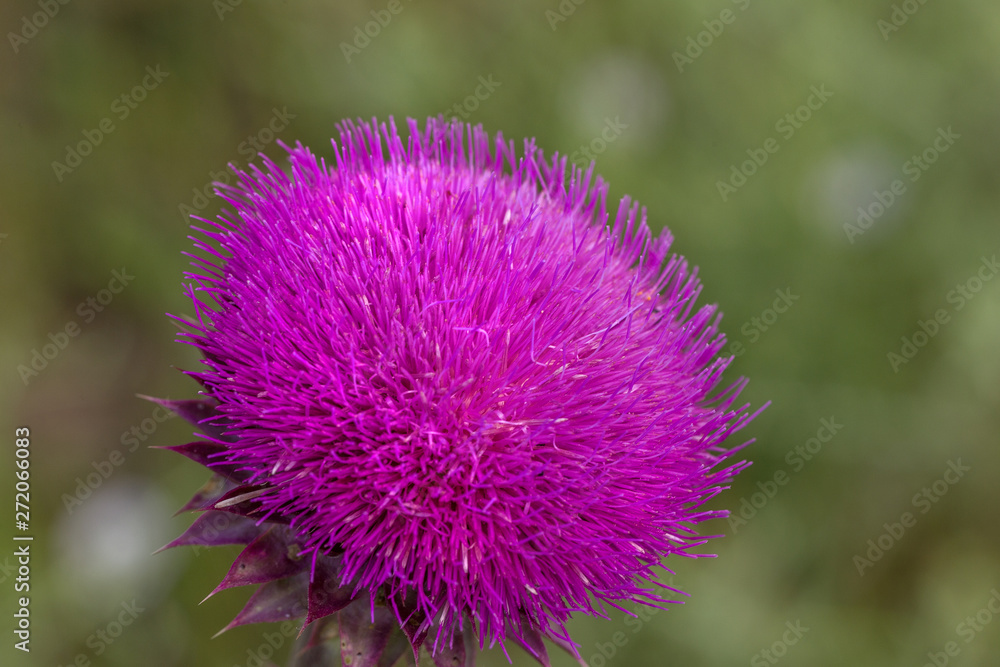 Beautiful purple thistle flower. Pink flower burdock. Burdock flower spiny close up. Flowering medicinal plants are thistle or milk thistle. Milk Thistle plant. Soft selective not deep focus Beautiful purple thistle flower. Pink flower burdock. Burdock flower spiny close up. Flowering medicinal plants are thistle or milk thistle. Milk Thistle plant. Soft selective not deep focus