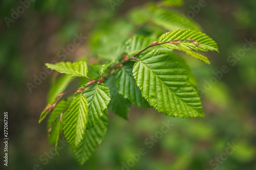 Fotografía Beech, Fagus sylvatica asplenifolia, details and texture of leaves with natural