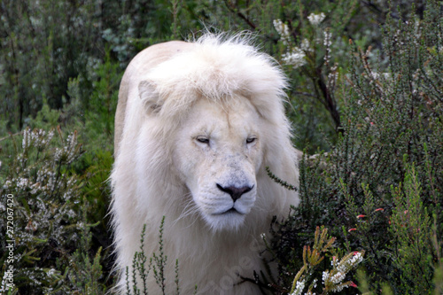 blond lion and lioness (South Africa) photo