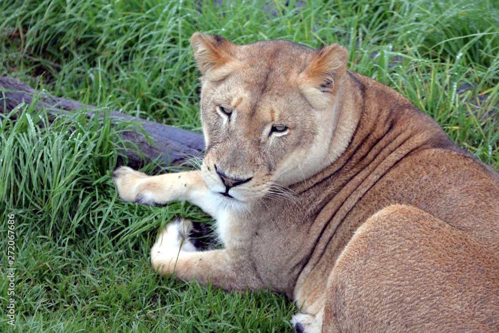 Fototapeta premium blond lion and lioness (South Africa)