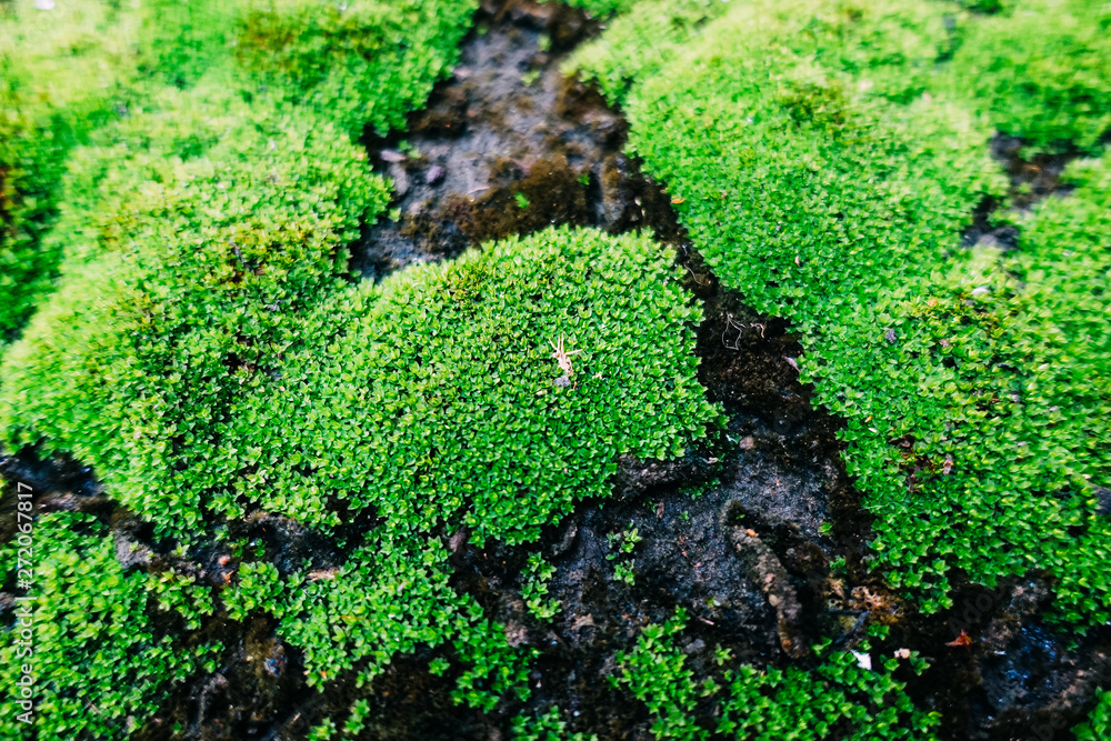 Moss on the stone, close by, moss background