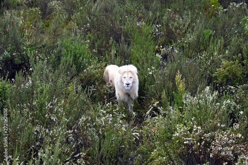 blond lion and lioness (South Africa) photo