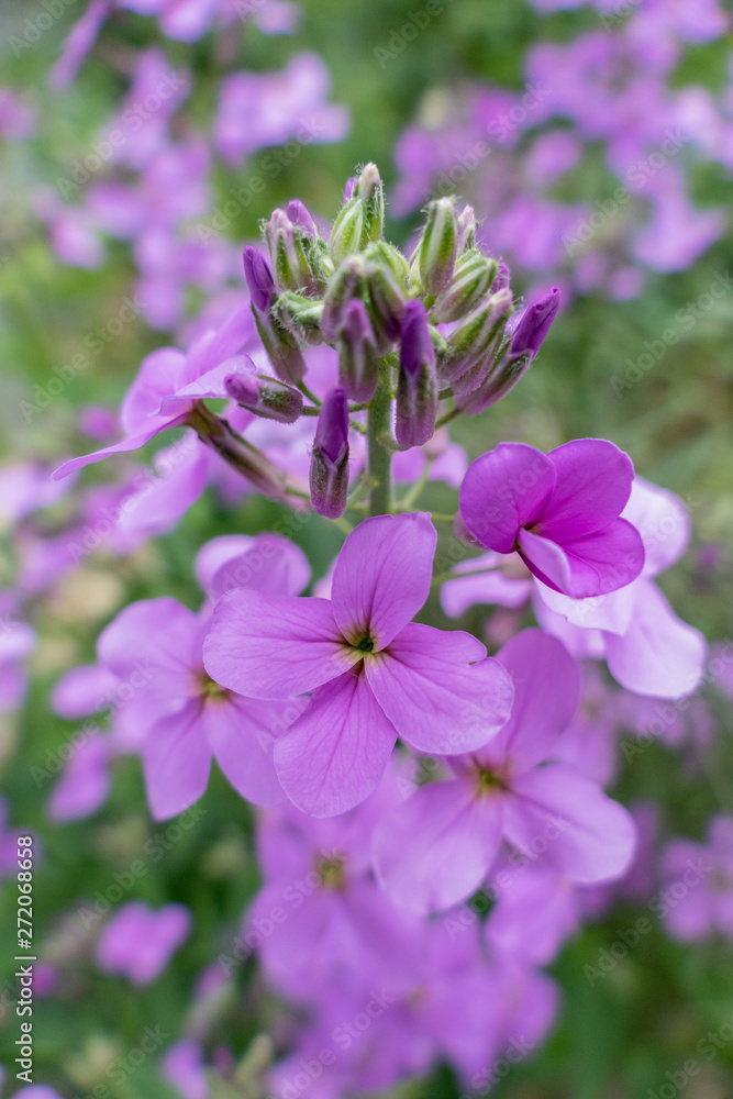 Obraz premium lila Wildblumen makro close up sommer