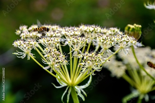 Heracleum candicans