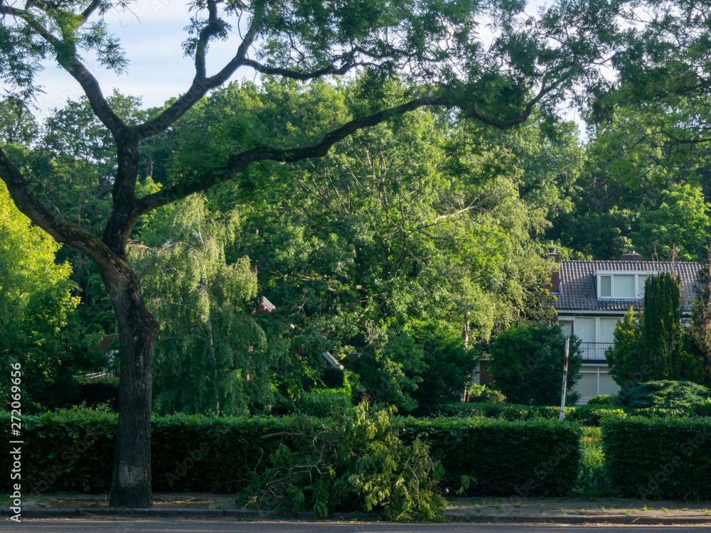 Fallen branch due to storm