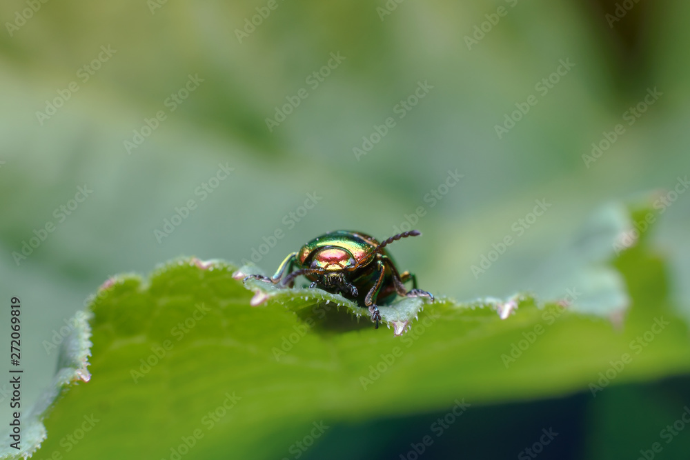 A small emerald colored bug sits on a lush green leaf. Front view. Beautiful spring summer natural background with copy space. Macro photography of insects, selective focus. A small emerald colored bug sits on a lush green leaf. Front view. Beautiful spring summer natural background with copy space. Macro photography of insects, selective focus.