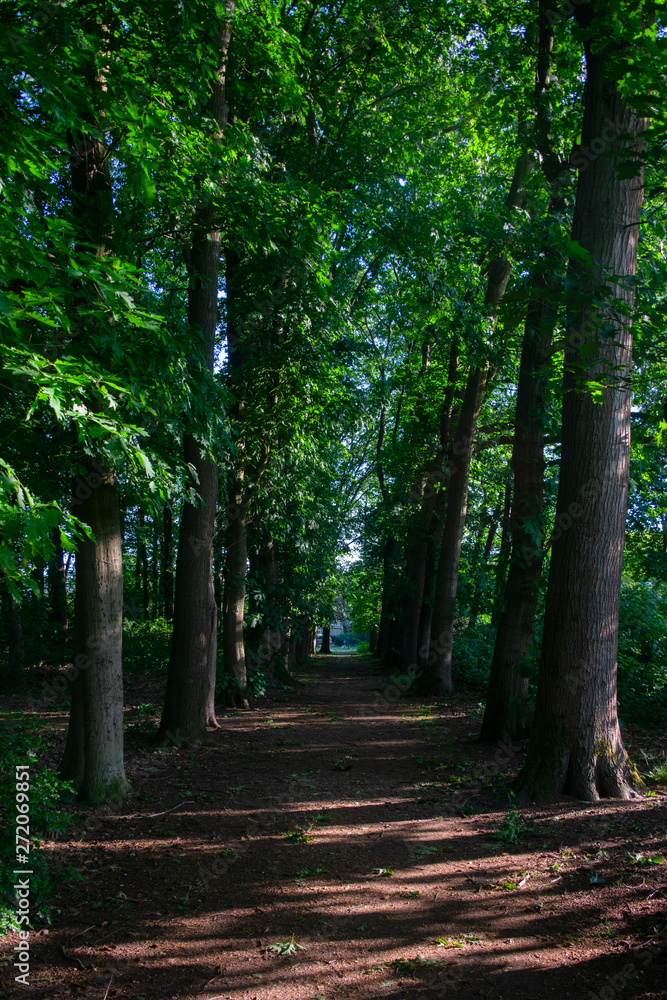 Fototapeta premium Dutch summer forest background