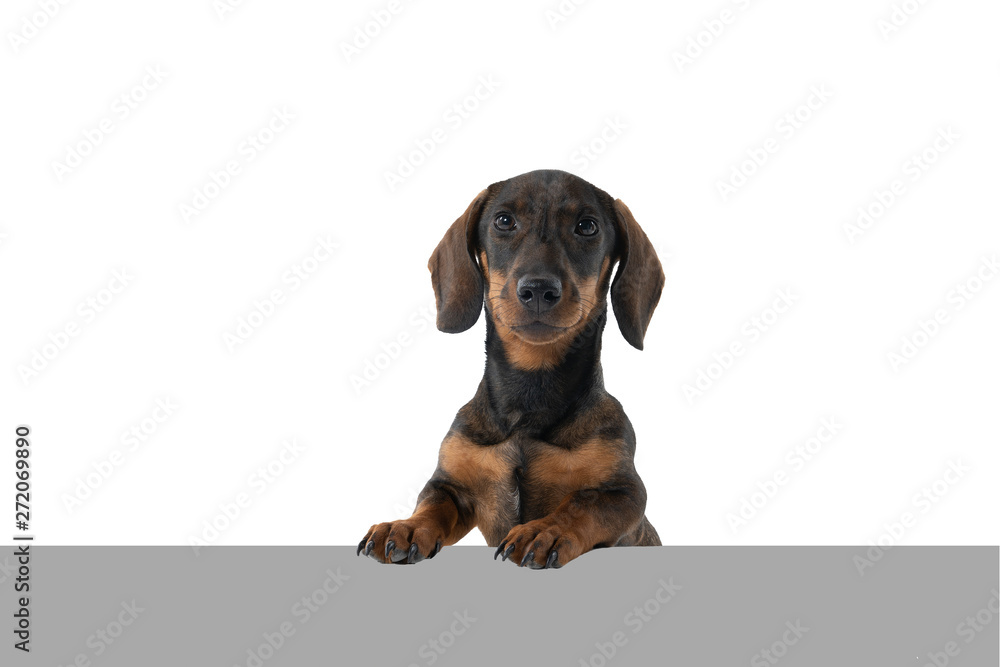 Closeup of a bi-colored black and tan wire-haired Dachshund dog isolated on a white background with a grey underground