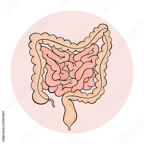 INTESTINES Medicine Scheme Anatomy Human Handdraw Vector Illustration