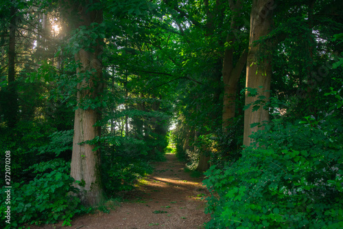 Dutch summer forest background