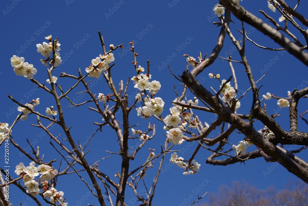 White and pink colored ume blossom (Shiraume) and blue sky White and pink colored ume blossom (Shiraume) and blue sky