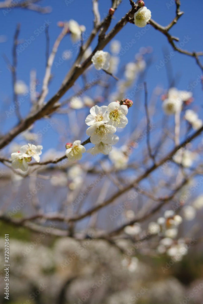 White and pink colored ume blossom （Shiraume) and blue sky