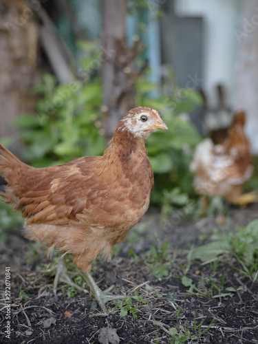 Grown brown chick on the farm look carefully at the camera on nature background.