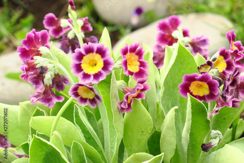 Foto Bunch evening primrose plant primula vulgaris purple first spring flower