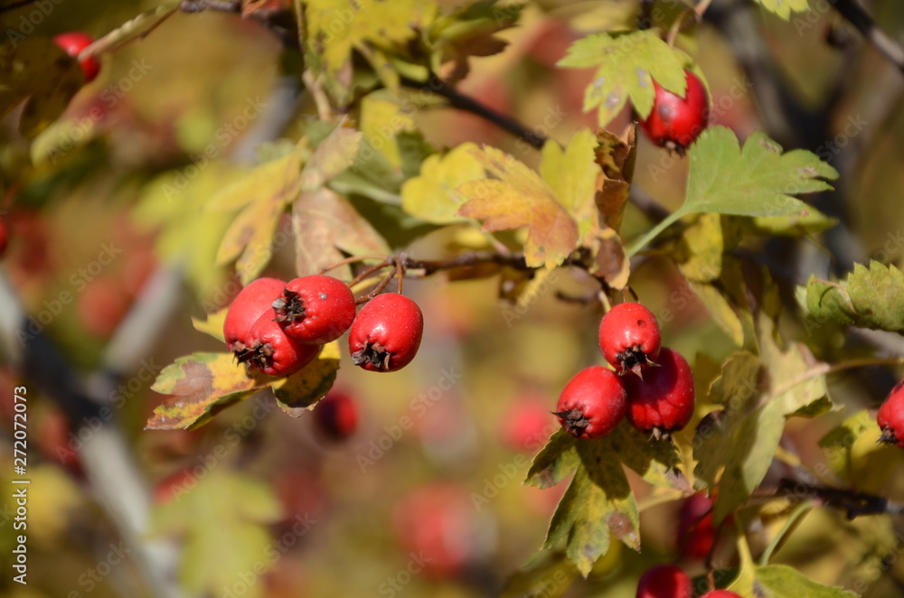 Fototapeta premium hawthorn