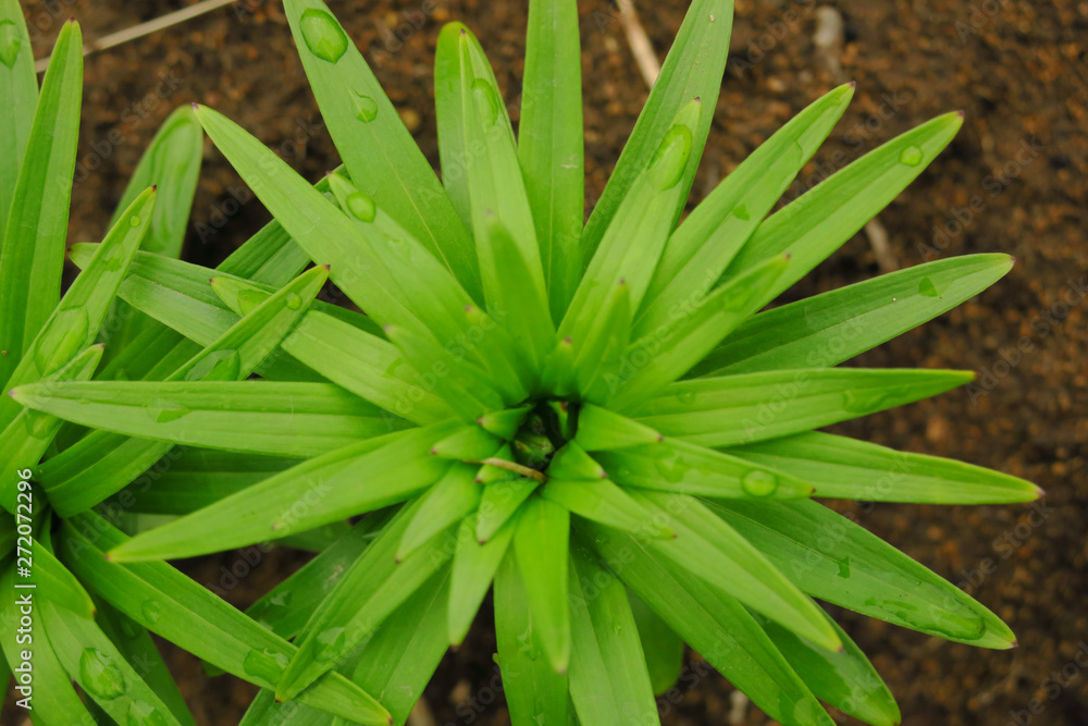 Beautiful Lily green leaves background. Lilium longiflorum flowers in the garden. Beautiful Lily green leaves background. Lilium longiflorum flowers in the garden.