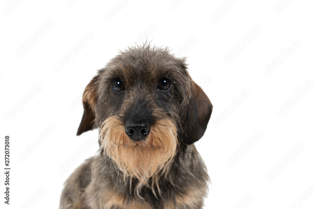 Closeup of the head of a bi-colored longhaired  wire-haired Dachshund dog with beard and moustache isolated on a white background