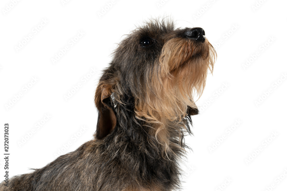Closeup of the head of a bi-colored longhaired  wire-haired Dachshund dog with beard and moustache looking up isolated on a white background