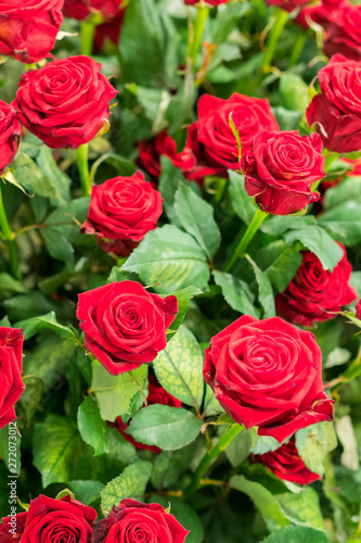 Fresh  natural red roses with green leaves. background. vertical photo