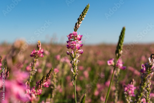 Onobrychis viciifolia inflorescence, common sainfoin with pink flowers. Wild pink flowers 