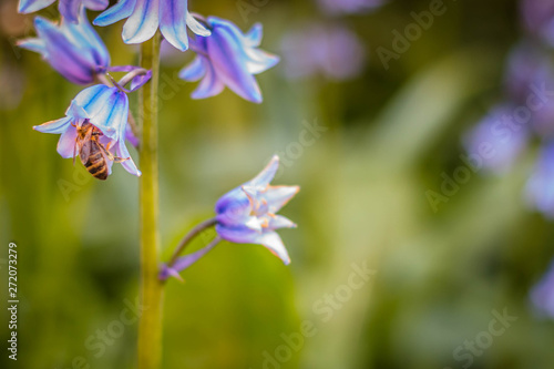 Close up of pretty, vibrant, purple Bluebells with a bee collecting nectar 