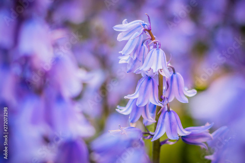 Close up of pretty, vibrant, purple Bluebells with shallow depth of field background