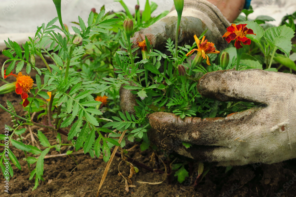 Image of male hands transplanting young plant Image of male hands transplanting young plant