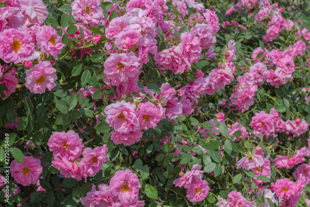 Buds of pink roses among green leaves Buds of pink roses among green leaves