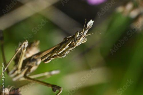 Conehead mantis (Empusa pennata) mediterranean shrubland ambush predator insect