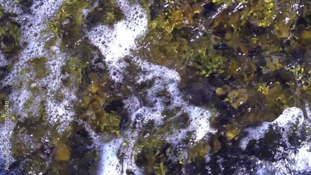 Close-up of plants and algae moving in water as waves come in Close-up of plants and algae moving in water as waves come in
