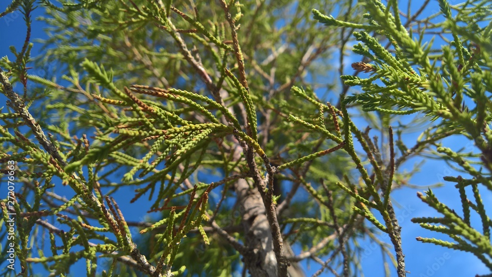 branches of a tree