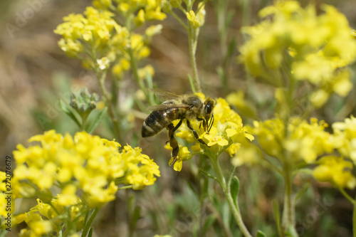 Honey bee collecting nectar from yellow flowers in the spring time. Bee pollinating yellow wild flowers © Ivan