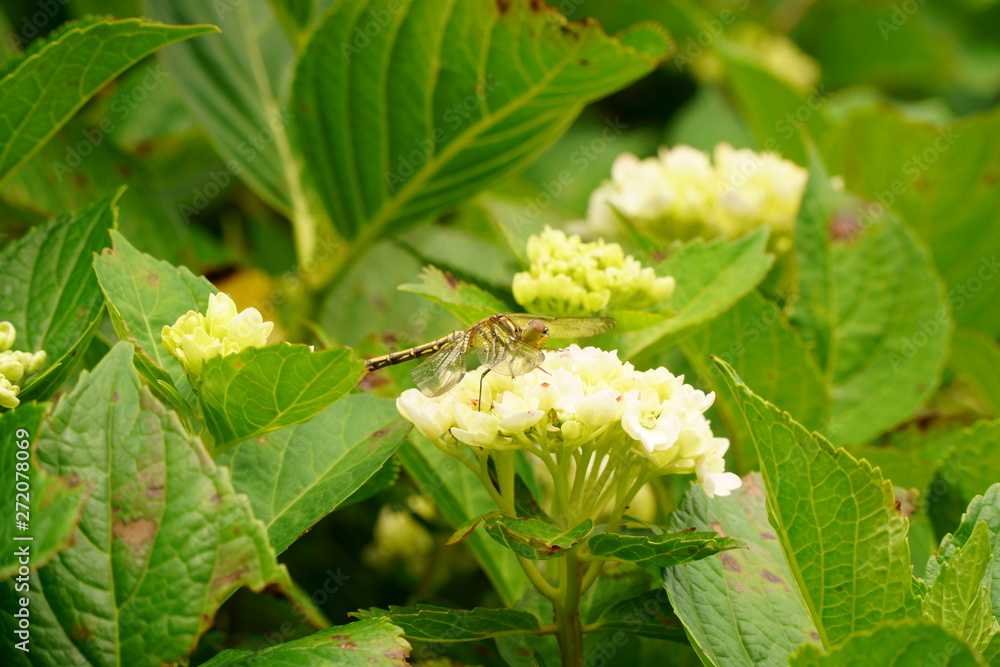 Naklejka premium トンボ